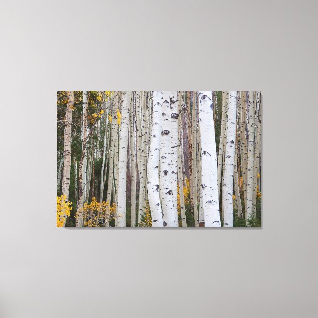 Herbst im Aspen Leinwanddruck (Vorderseite)