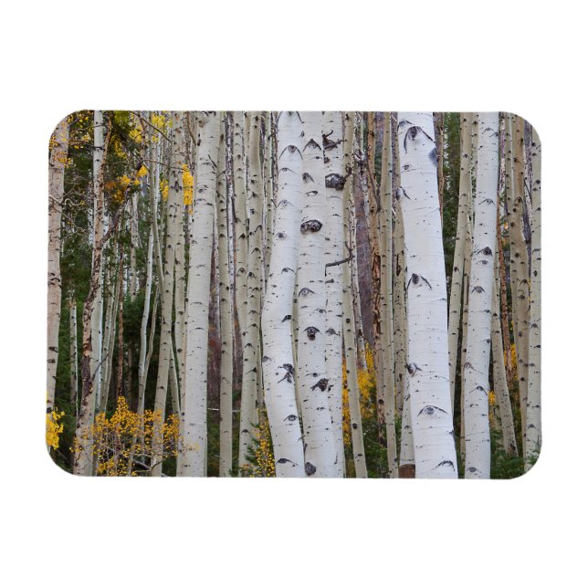Herbst im Aspen Magnet (Horizontal)