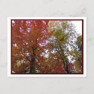 Herbst im nördlichen Minnesota Postkarte