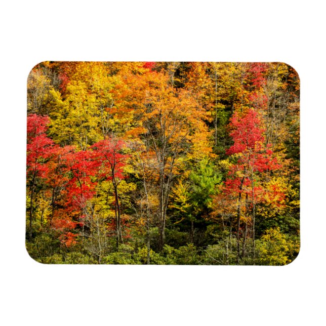 Herbst im Sims Pond North Carolina, Blue Ridge Magnet (Horizontal)