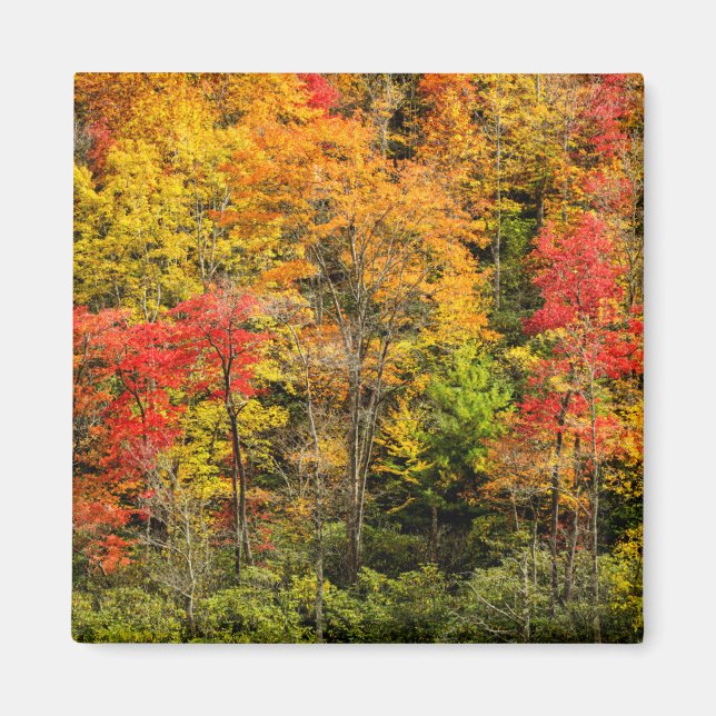 Herbst im Sims Pond North Carolina, Blue Ridge Magnet (Vorne)