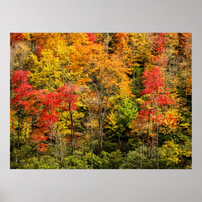 Herbst im Sims Pond North Carolina, Blue Ridge Poster (Vorne)