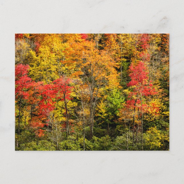 Herbst im Sims Pond North Carolina, Blue Ridge Postkarte (Vorderseite)