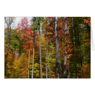 Herbst im Wald Farbige Herbstfotografie