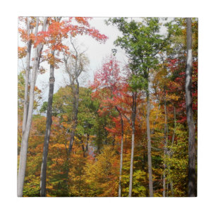 Herbst im Wald Farbige Herbstfotografie Fliese