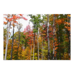 Herbst im Wald Farbige Herbstfotografie Fotodruck