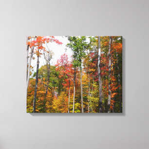 Herbst im Wald Farbige Herbstfotografie Leinwanddruck