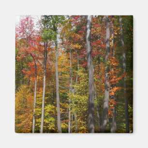 Herbst im Wald Farbige Herbstfotografie Magnet