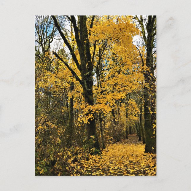 Herbst im Wald Postkarte (Vorderseite)
