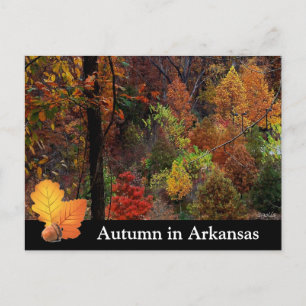 Herbst in Arkansas / Herbstsaison Bäume Fotografie Postkarte