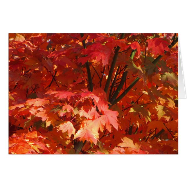 Herbst in Canberra (Vorderseite (Horizontal))