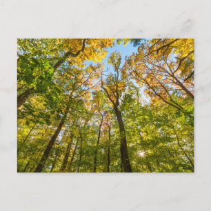 Herbst in einem Wald in Amesbury, Massachusetts Postkarte