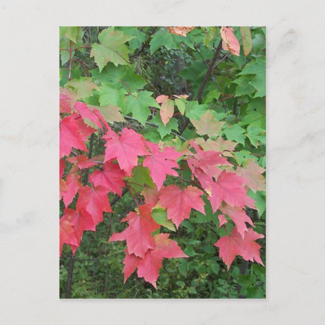 Herbst in Maine Postkarte (Vorderseite)