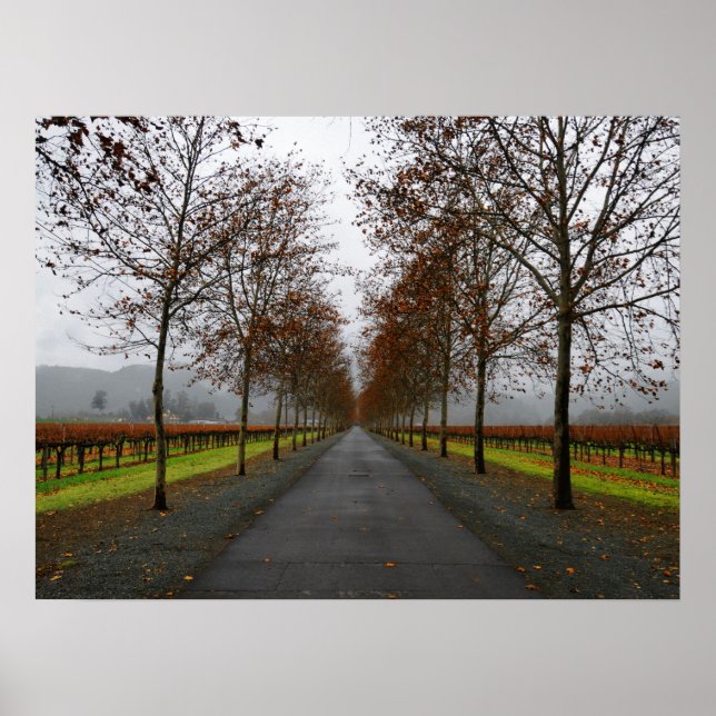 Herbst in St. Helena Poster (Vorne)