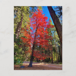 Herbst in Yosemite Postkarte