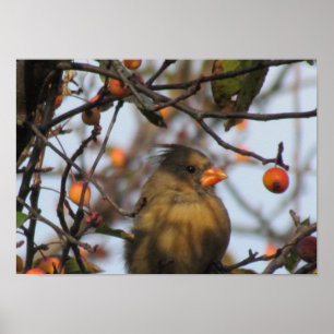 Herbst-Kardinal Poster