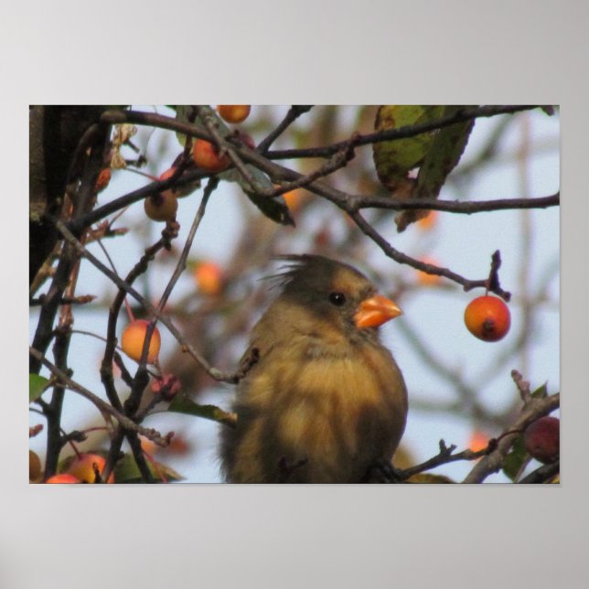 Herbst-Kardinal Poster (Vorne)