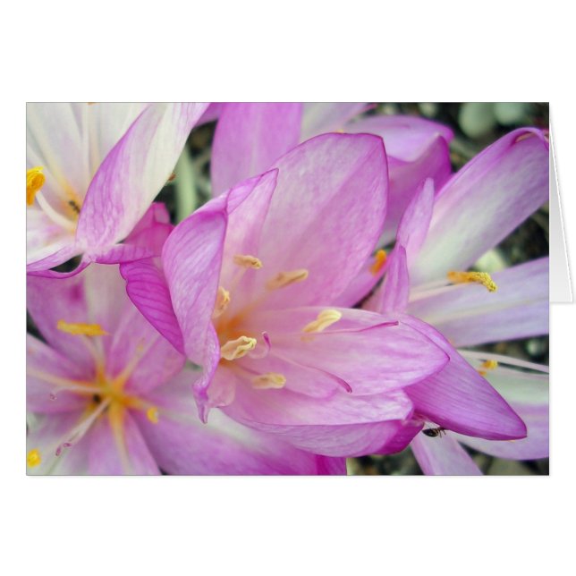 Herbst-Krokus (Vorderseite (Horizontal))