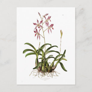 Herbst-Laelia Postkarte