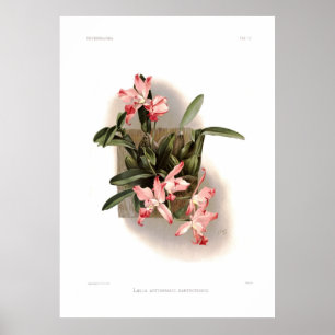 Herbst-Laelia xanthotropis Poster