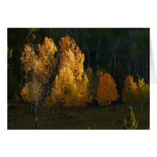 Herbst-Laub