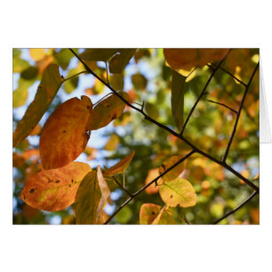Herbst-Leaf-Herbst lässt Sky Nature Fotografy