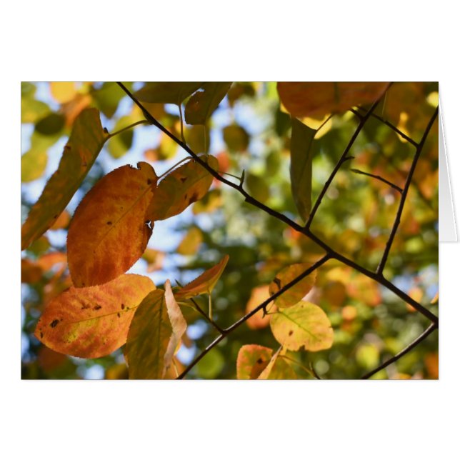 Herbst-Leaf-Herbst lässt Sky Nature Fotografy (Vorderseite (Horizontal))