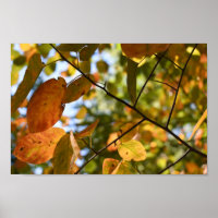 Herbst-Leaf-Herbst lässt Sky Nature Fotografy