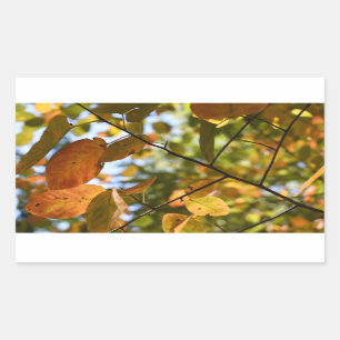 Herbst-Leaf-Herbst lässt Sky Nature Fotografy Rechteckiger Aufkleber