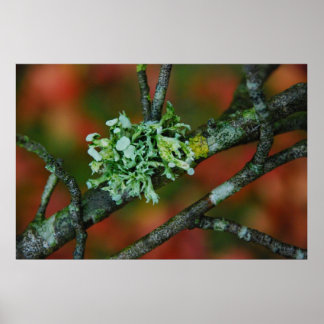 Herbst Lichen Poster