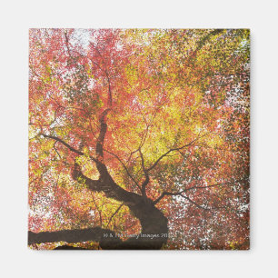 Herbst Magnet