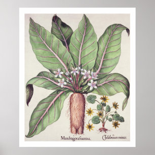 Herbst Mandrake, vom "Hortus Eystettensis" vorbei Poster