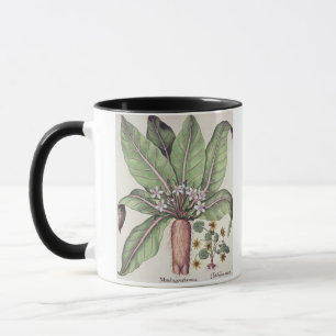 Herbst Mandrake, vom "Hortus Eystettensis" vorbei Tasse