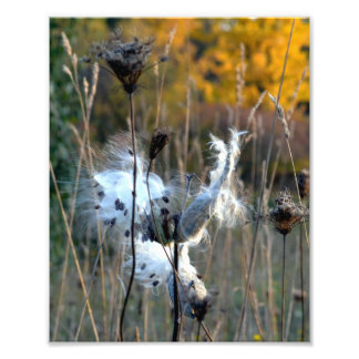 Herbst Milkweed Fotodruck