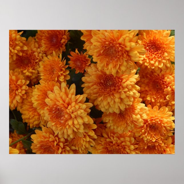 Herbst-Mums-Poster Poster (Vorne)