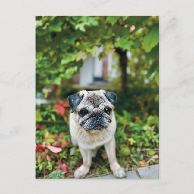 Herbst Niedlicher Mops Postkarte (Vorderseite)