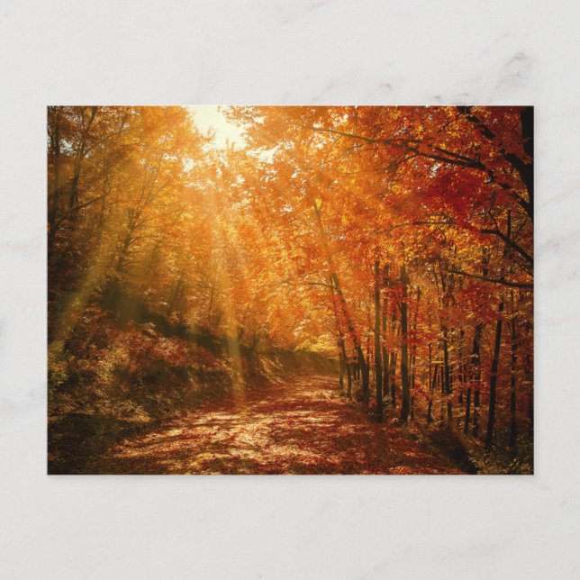 Herbst Orange Brown Trees Forest Nature Fotografy Postkarte (Vorderseite)