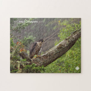 Herbst - Peregrine Falcon Puzzle