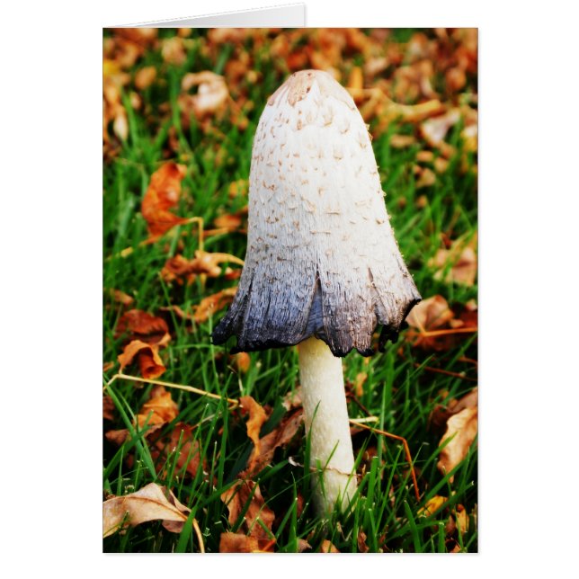 Herbst-Pilz (Vorne)