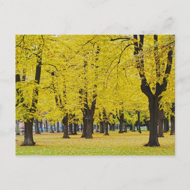 Herbst Postkarte (Vorderseite)