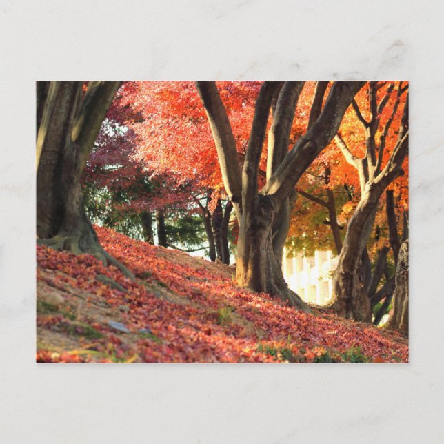 Herbst Postkarte (Vorderseite)