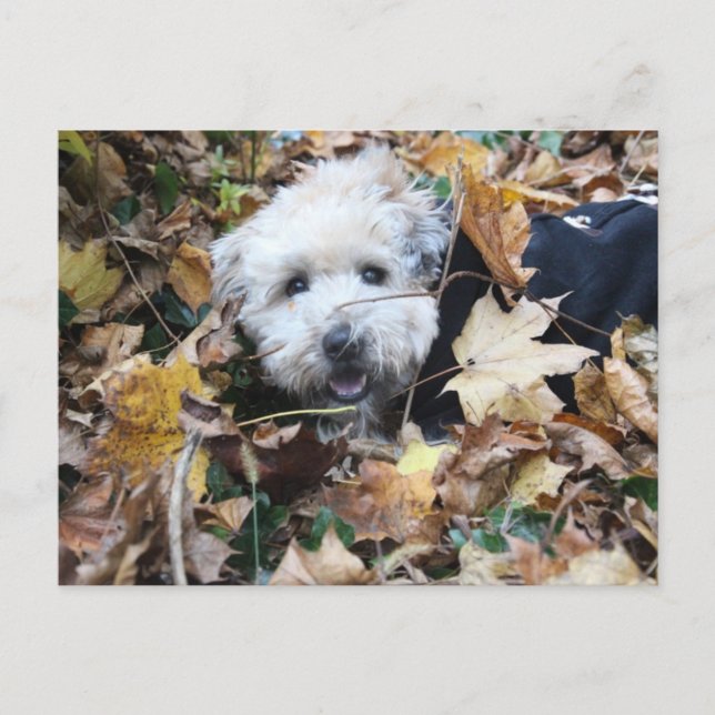 Herbst Postkarte (Vorderseite)