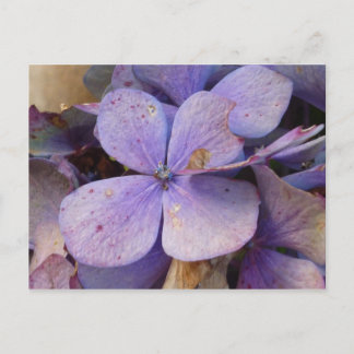 Herbst - Postkarte (Hortensia)