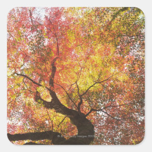Herbst Quadratischer Aufkleber