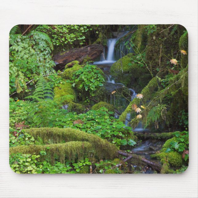 Herbst-Regenwald | Olympischer Nationalpark Mousepad (Vorne)