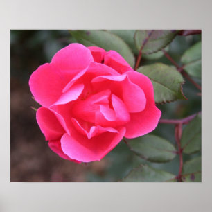 Herbst-Rose Poster