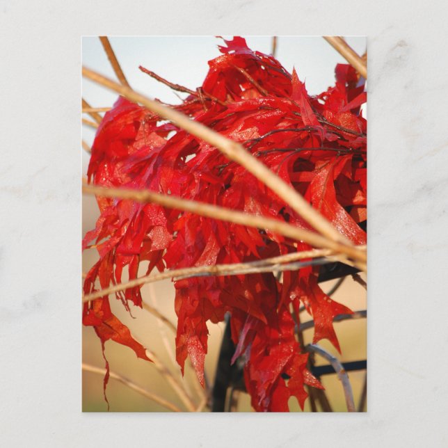 Herbst Rote Blätter/Herbst Postkarte (Vorderseite)