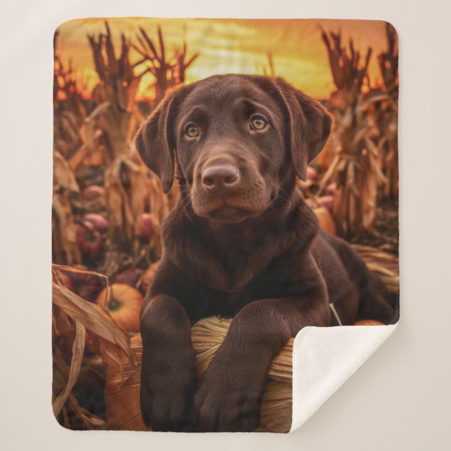 Herbst Schokolade Labrador Pup Sherpadecke (Vorderseite)