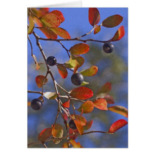 Herbst Sparkleberry
