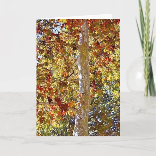 Herbst Sycamore Tree Art Note Card Karte (Vorderseite)